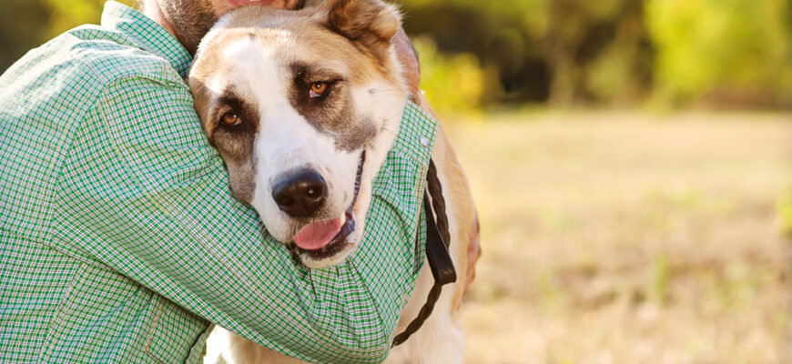 Man,And,Central,Asian,Shepherd,Walk,In,The,Park.,He